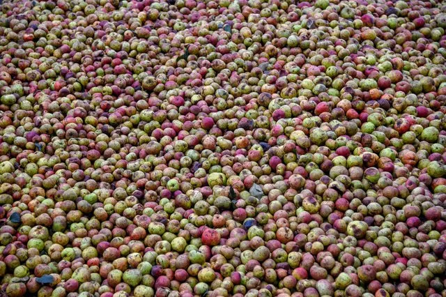 Photo of Sandford Orchards
